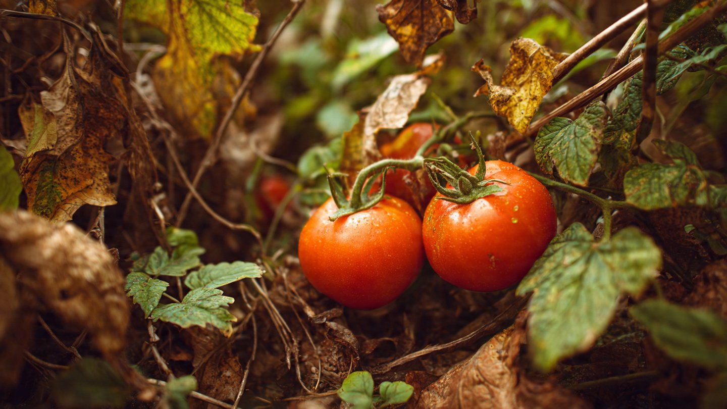Why Should You Leave Your Dead Tomato Plants in the Fall?