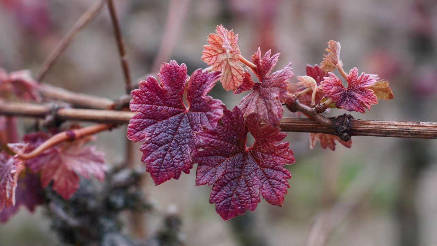 Why Should You Prune Your Grapevines in Winter for Better Growth?